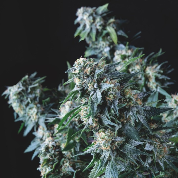 Amnesia Gold Regular Pyramid Seeds