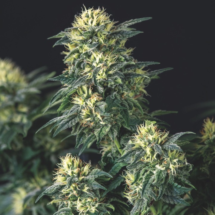 Anesthesia x Runtz Pyramid Seeds