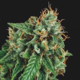 Tutankhamon x Gorila Glue Pyramid Seeds