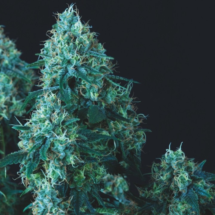 Black Cherry Punch Regular Pyramid Seeds