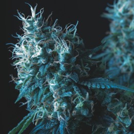 Cookies USA Regular Pyramid seeds