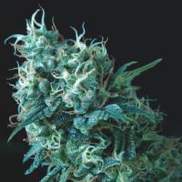 Gorila Regular Pyramid Seeds
