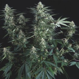 Super Og kush Regular Pyramid Seeds