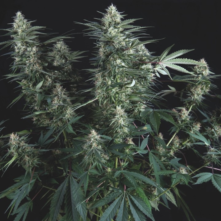 Super Og kush Regular Pyramid Seeds