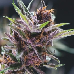 Black Cherry Punch сорт
